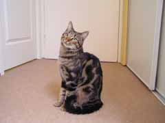 Photo du chat Robin ayant servi  la ralisation du portrait animalier sur commande